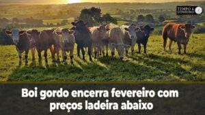 Boi gordo encerra fevereiro com preços ladeira abaixo. Recuperação só no segundo semestre