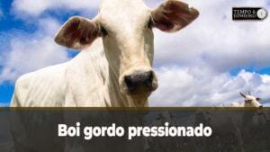 Boi gordo pressionado vê reposição com preços atrativos