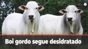 Boi gordo segue desidratado sem grandes movimentações. Hyberville Neto comenta