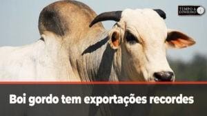 Boi gordo tem exportações recordes em janeiro. Preços do mercado físico sem reação