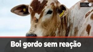 Boi gordo sem reação em semana mais curta.Comentários de Hyberville Neto