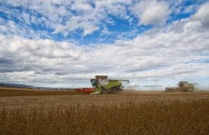 Soja tentando formar o fundo do poço