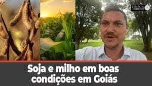 Soja e milho em boas condições em Goiás, registra o professor Alexandre Gazzola