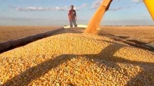 Milho em marcha lenta