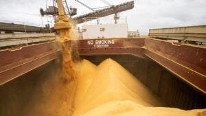 Milho está dando sinal que chegou ao fundo