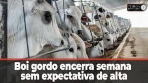 Boi gordo encerra semana sem expectativa de alta. E as exportações? Hyberville Neto comenta