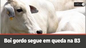 Boi gordo em queda na B3 as vésperas do Carnaval e Ano Novo Chinês