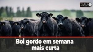 Boi gordo em semana mais curta de Carnaval não tem expectativa de alta de preços