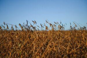 Soja esperando China