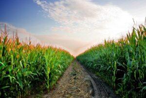 Milho melhor nos portos