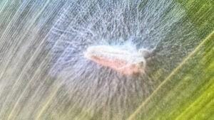 Fungo do bem: solução para o enfrentamento da cigarrinha e outras pragas