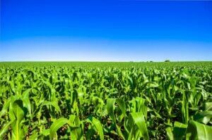 Milho subindo a escada