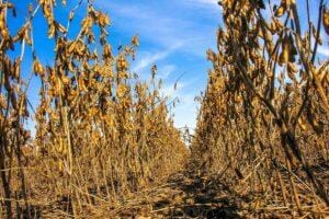 Soja em compasso de espera pelo USDA