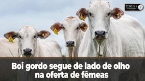 Boi gordo segue de lado de olho na oferta de fêmeas, avalia Hyberville Neto