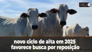 Novo ciclo de alta em 2025 favorece busca por reposição