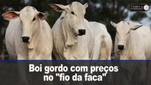 Boi gordo com preços no “fio da faca” e não esboçam reação de alta
