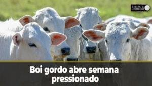 Boi gordo abre semana pressionado enquanto digere resultados das exportações