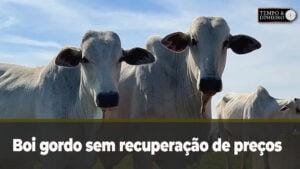 Boi gordo sem recuperação de preços a vista no mercado apesar de novos frigoríficos habilitados