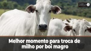 Melhor momento para troca de milho por boi magro