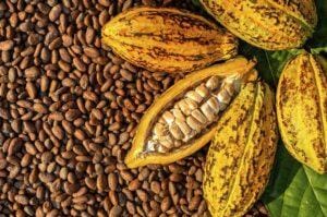 Brasil e Gana fortalecem parceria agrícola com foco no cacau e outras culturas
