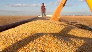 Milho pegando carona no Putin