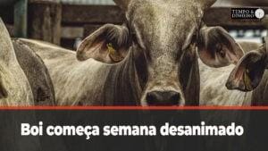 Boi começa semana desanimado