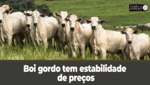 Boi gordo tem estabilidade de preços de olho na China e habilitação de novas plantas exportadoras