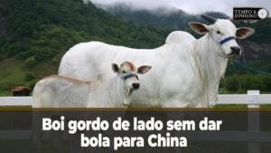 Boi gordo de lado sem dar bola para China
