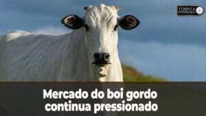 Mercado do boi gordo pressionado com oferta acima do ano passado. Abril promete melhora