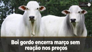 Boi gordo encerra março sem reação nos preços