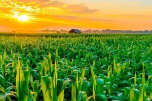 Milho sofre nos campos e B3 reage