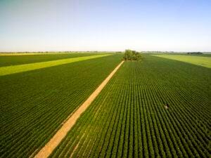 Soja tentando seguir na alta