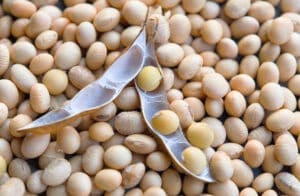 Soja esperando pela super quinta