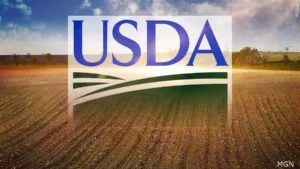 Relatório de Oferta e Demanda: USDA deve elevar a estimativa dos estoques da soja e diminuir os de milho dos EUA