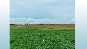 Soja em Paragominas, no PA, tem produtividade de média a alta, este ano será menor. Por que será?