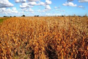 Dessecação com haste verde na soja, o que fazer? Alexandre Gazolla explica