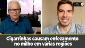 Cigarrinhas causam enfezamento no milho em várias regiões. Como combatê-las? Bruno Arroyo fala sobre