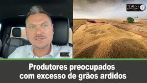 Produtores preocupados  com excesso de grãos ardidos e eventuais prejuízos, alerta Alexandre Gazolla