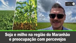 Soja e milho na mesma região no Maranhão e preocupação com  percevejos, alerta Alexandre Gazolla