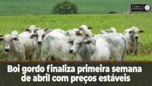 Boi gordo finaliza primeira semana de abril com preços estáveis