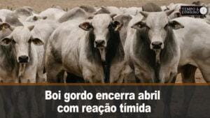 Boi gordo encerra abril com reação tímida e pontual para os preços da arroba em todo o País