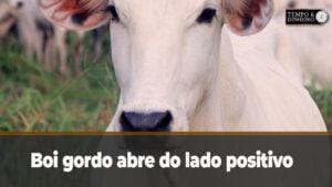 Boi gordo abre do lado positivo e sobe em 8 praças pesquisadas pela Scot Consultoria