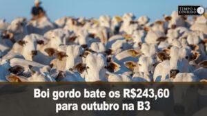 Boi gordo bate os R$243,60 para outubro na B3. Recuperação de preços à vista?