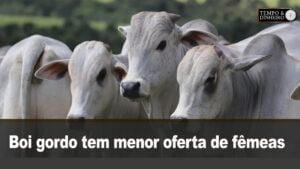 Boi gordo tem menor oferta de fêmeas nos abates e bate os R$249,50 para outubro na B3