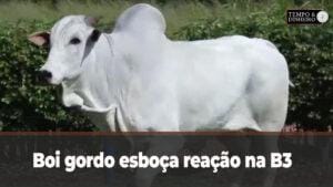 Boi gordo esboça reação na B3 e fica de lado no mercado físico