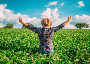 Soja no melhor momento do ano