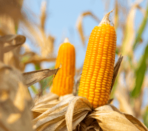 Plantio do milho verão avança pelo Brasil e Conab destaca bom desenvolvimento em diversos estados