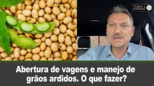 Abertura de vagens e manejo de grãos ardidos. O que fazer? Alexandre Gazolla explica