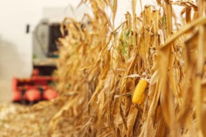 Milho mantendo estabilidade