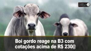 Boi gordo reage na B3 com cotações acima de R$ 230@ e tem alta em 8 praças pecuárias